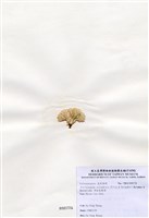 藏品(帚狀乳節藻)的圖片